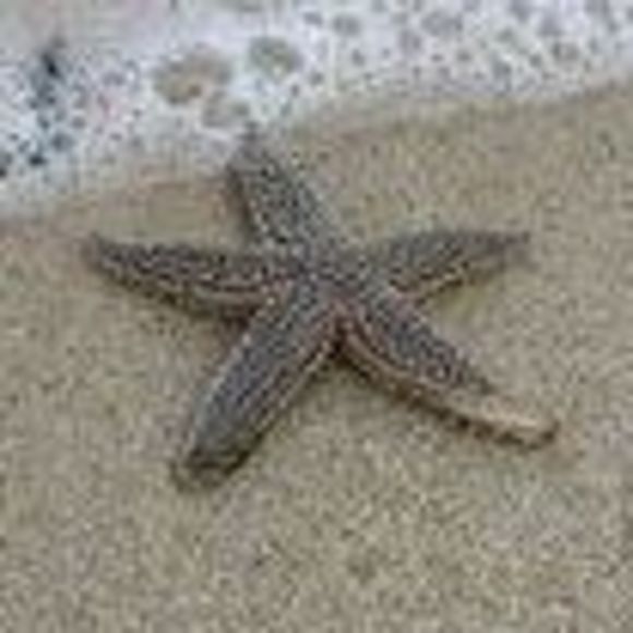 Meet your Posher, Tammy - Picture 1 of 1